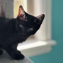 Thumbnail photo of Sirius #1