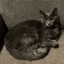 Thumbnail photo of Ash #2