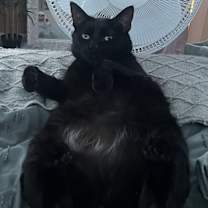 Thumbnail photo of Gabriel #1