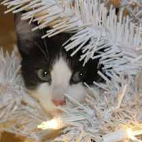 Thumbnail photo of Duckie #2