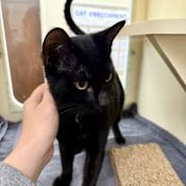 Thumbnail photo of October Night #2