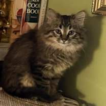 Thumbnail photo of Maxey #1