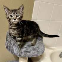 Thumbnail photo of Blossom #1