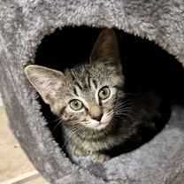 Thumbnail photo of Blossom #2