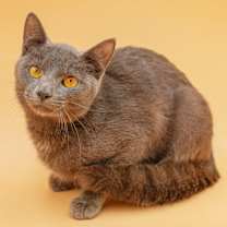 Thumbnail photo of Leo #4