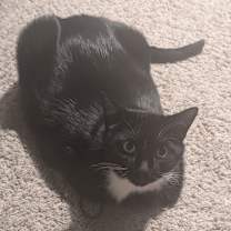 Thumbnail photo of Frosty Ja'Quayvius Demonte Thompson #3