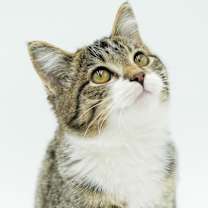 Thumbnail photo of Bronson #2