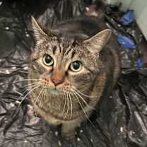 Thumbnail photo of Pepper #1