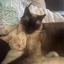 Thumbnail photo of Cobi & Crusty #1