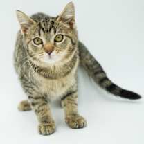 Thumbnail photo of Bronx #4