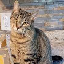 Thumbnail photo of Perkins #1