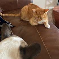 Thumbnail photo of Oliver #4