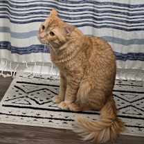 Thumbnail photo of Milo #4