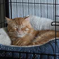 Thumbnail photo of Milo #3