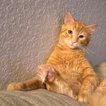 Thumbnail photo of Milo #2