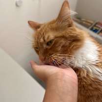 Thumbnail photo of Milo #3