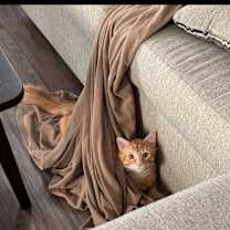 Thumbnail photo of Milo #1