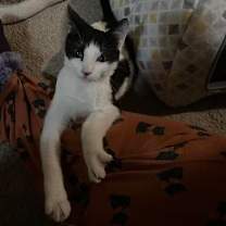 Thumbnail photo of Amos #4