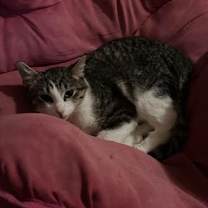 Thumbnail photo of Archimedes #3