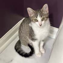 Thumbnail photo of Aurora #4