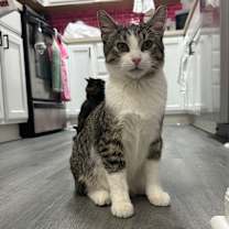 Thumbnail photo of Archimedes #4