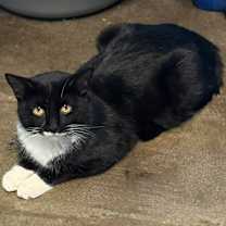 Thumbnail photo of Almighty #1