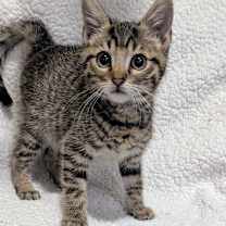 Thumbnail photo of Harlowe #2