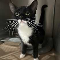 Thumbnail photo of Almighty #2