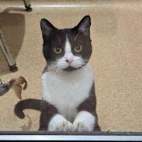 Thumbnail photo of Lunabell #1