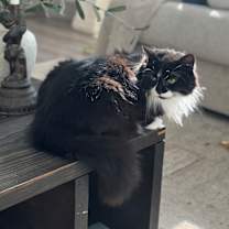 Thumbnail photo of Angelina (only cat!) #2