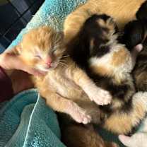 Thumbnail photo of Easton #2