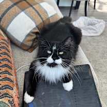 Thumbnail photo of Angelina (only cat!) #3