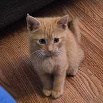 Thumbnail photo of Times Square #2