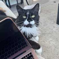 Thumbnail photo of Angelina (only cat!) #4