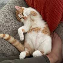 Thumbnail photo of Blue #2