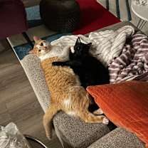 Thumbnail photo of Blue #3