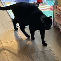 Thumbnail photo of Buffy #2