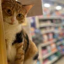 Thumbnail photo of Carina #1