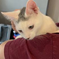 Thumbnail photo of Santino #3