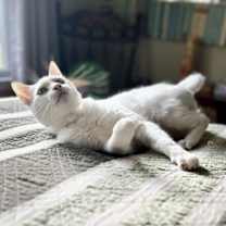 Thumbnail photo of Roosevelt #3