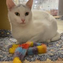 Thumbnail photo of Soreen #3