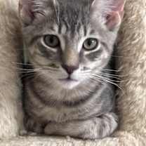 Thumbnail photo of Lumi #2