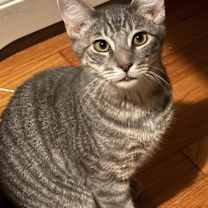 Thumbnail photo of Blitz #1