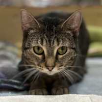 Thumbnail photo of Madison #2