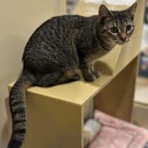 Thumbnail photo of Madison #4