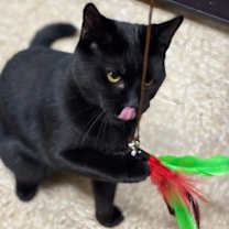 Thumbnail photo of Ashton #1