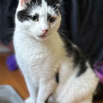 Thumbnail photo of Gordon #1