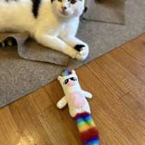 Thumbnail photo of Gordon #3