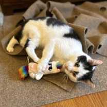 Thumbnail photo of Gordon #4