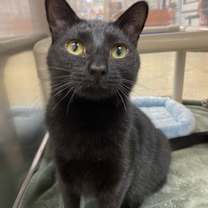 Thumbnail photo of Anatase #3